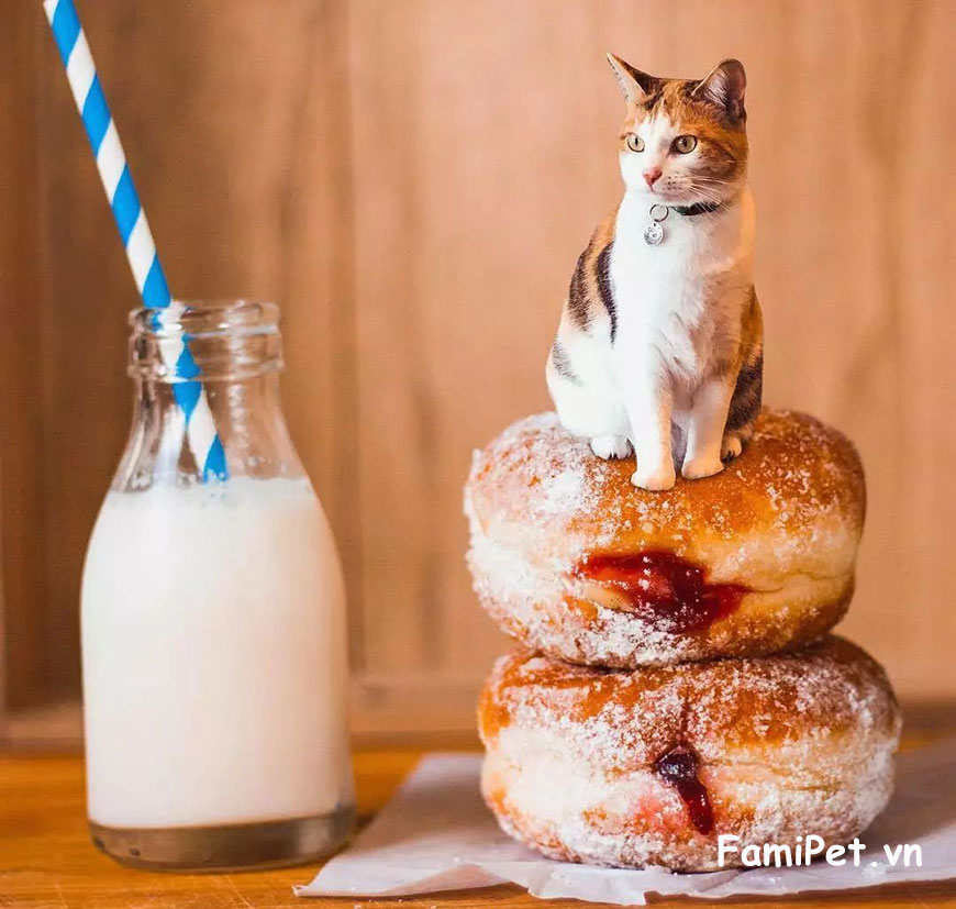 lưu ý khi chăm sóc mèo