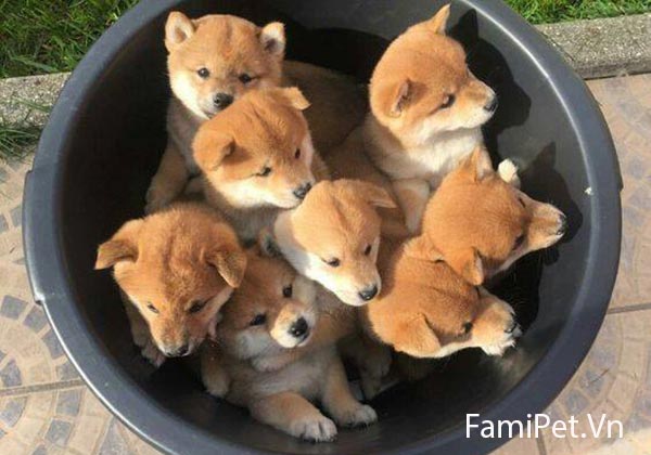 Chế độ dinh dưỡng cho chó Shiba Inu