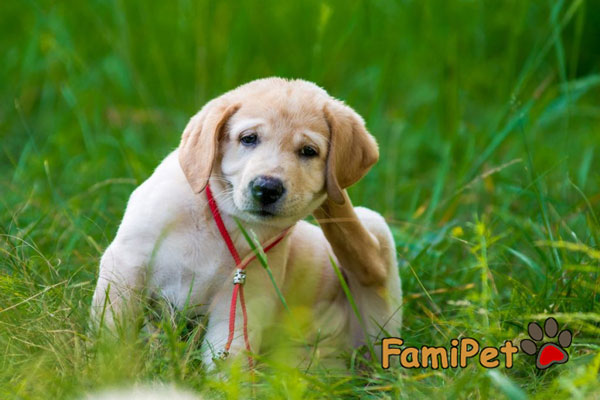 Sữa tắm cho chó bị ghẻ nào có hiệu quả vượt trội? Famipet.vn