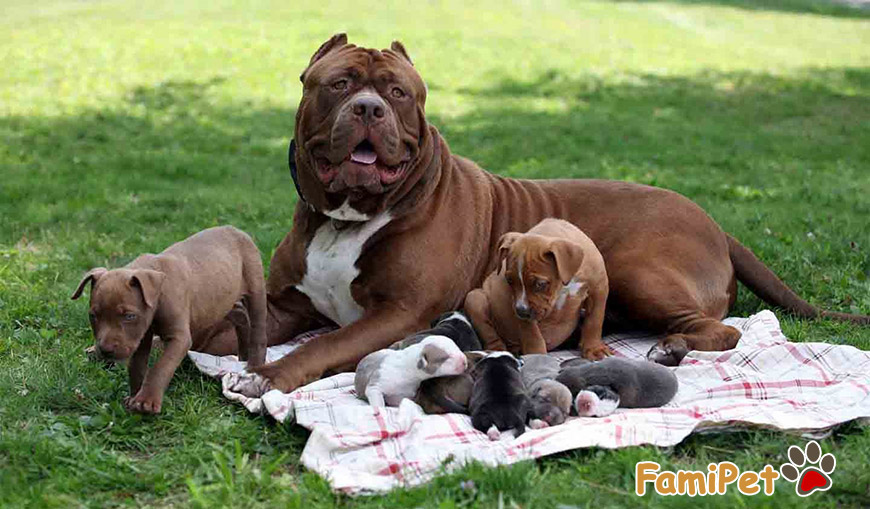 Thức ăn của chó PitBull