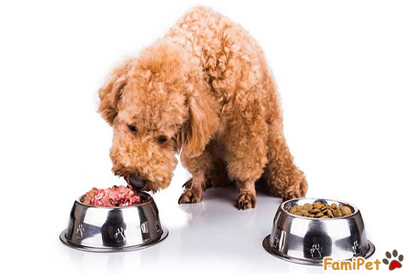 Thức ăn cho Poodle gồm những loại nào? Nên tránh những loại thức ăn gì Famipet.vn Thức Ăn Cho Poodle Gồm Những Loại Nào? Nên Tránh Những Loại Thức Ăn Gì Famipet.Vn