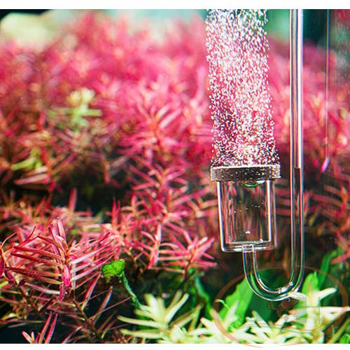 Aquario Neo Co2 Diffuser Original Extend Sủi Sieu Mịn Shrimp Home Aquario Neo Co2 Diffuser Original Extend Sủi Sieu Mịn Shrimp Home