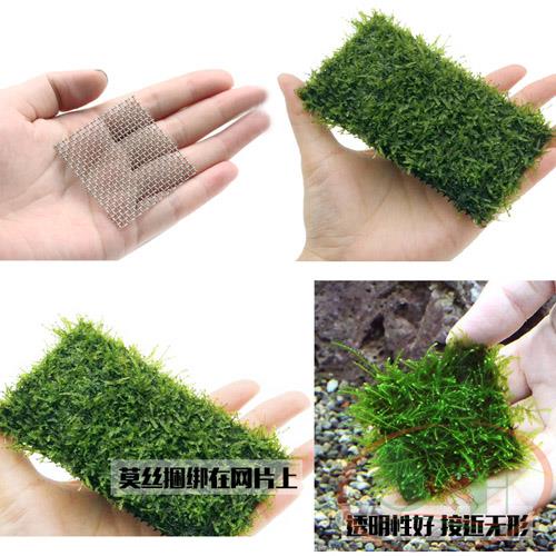 Vĩ inox buộc ươm rêu thủy sinh không gỉ sét trồng cây - Shrimp Home