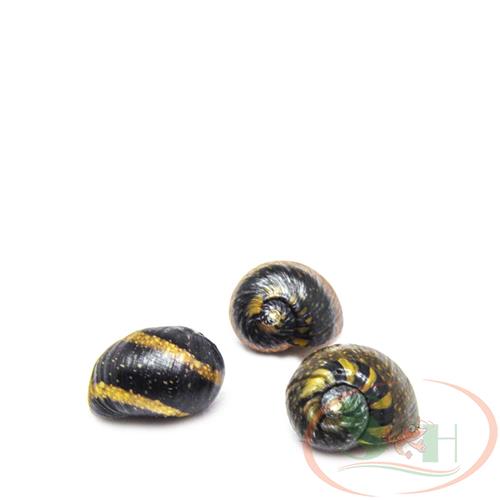 ỐC NERITA - Ốc ăn rêu, tảo nâu, tạo hại, nerite snail | Shrimp Home