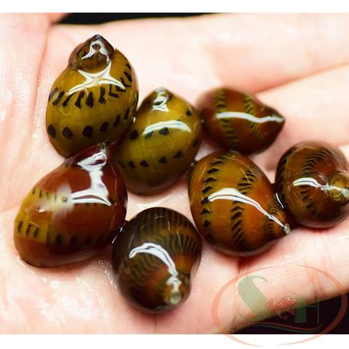 ỐC NERITA - Ốc ăn rêu, tảo nâu, tạo hại, nerite snail | Shrimp Home