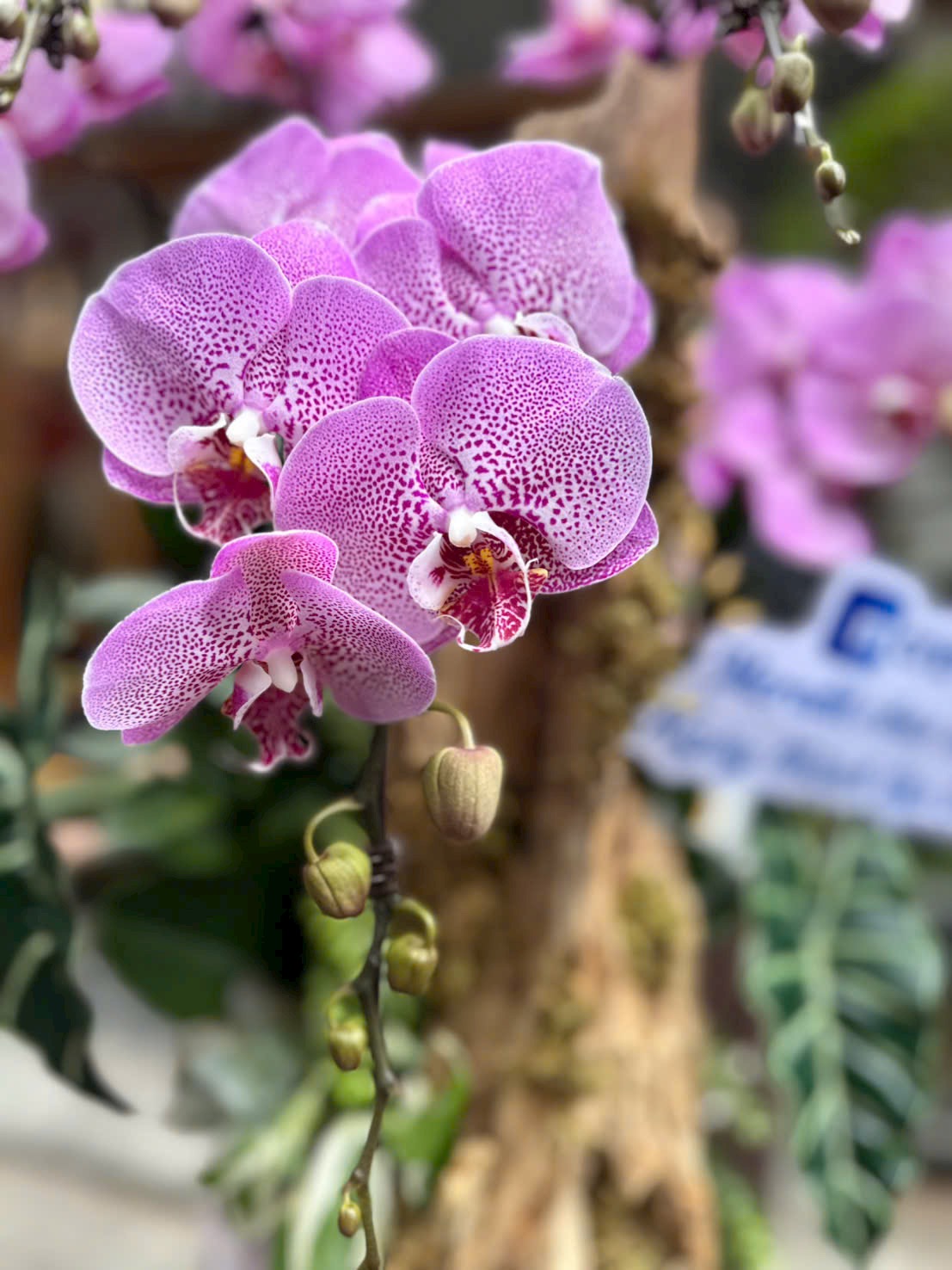 Cận cảnh lan hồ điệp hồng chấm cao cấp | Địa chỉ mua lan hồ điệp uy tín Eliseflowers