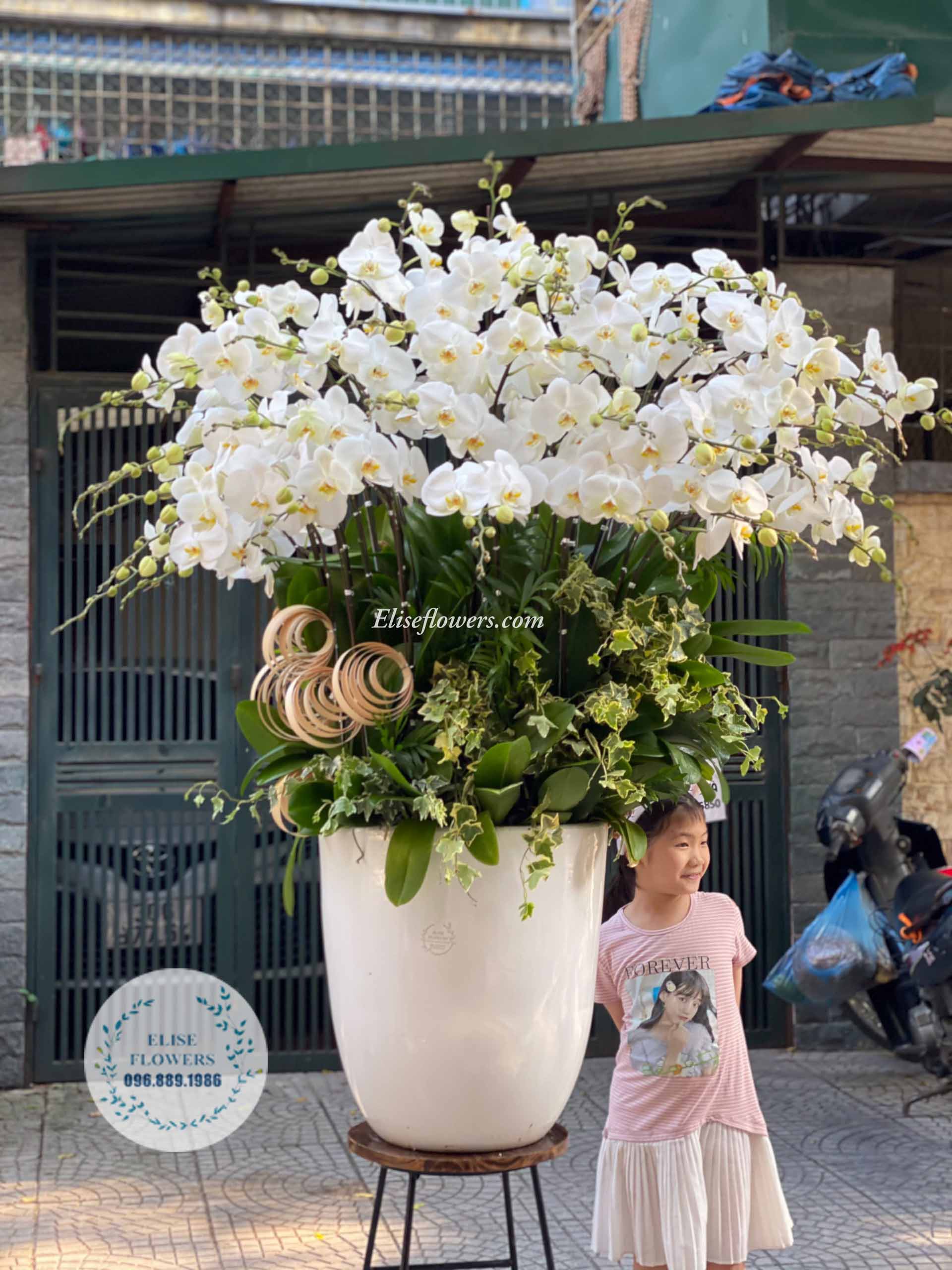 Mua hoa lan hồ điệp đẹp ở Hà Nội - Shop hoa lan hồ điệp đẹp ở Hà Nội