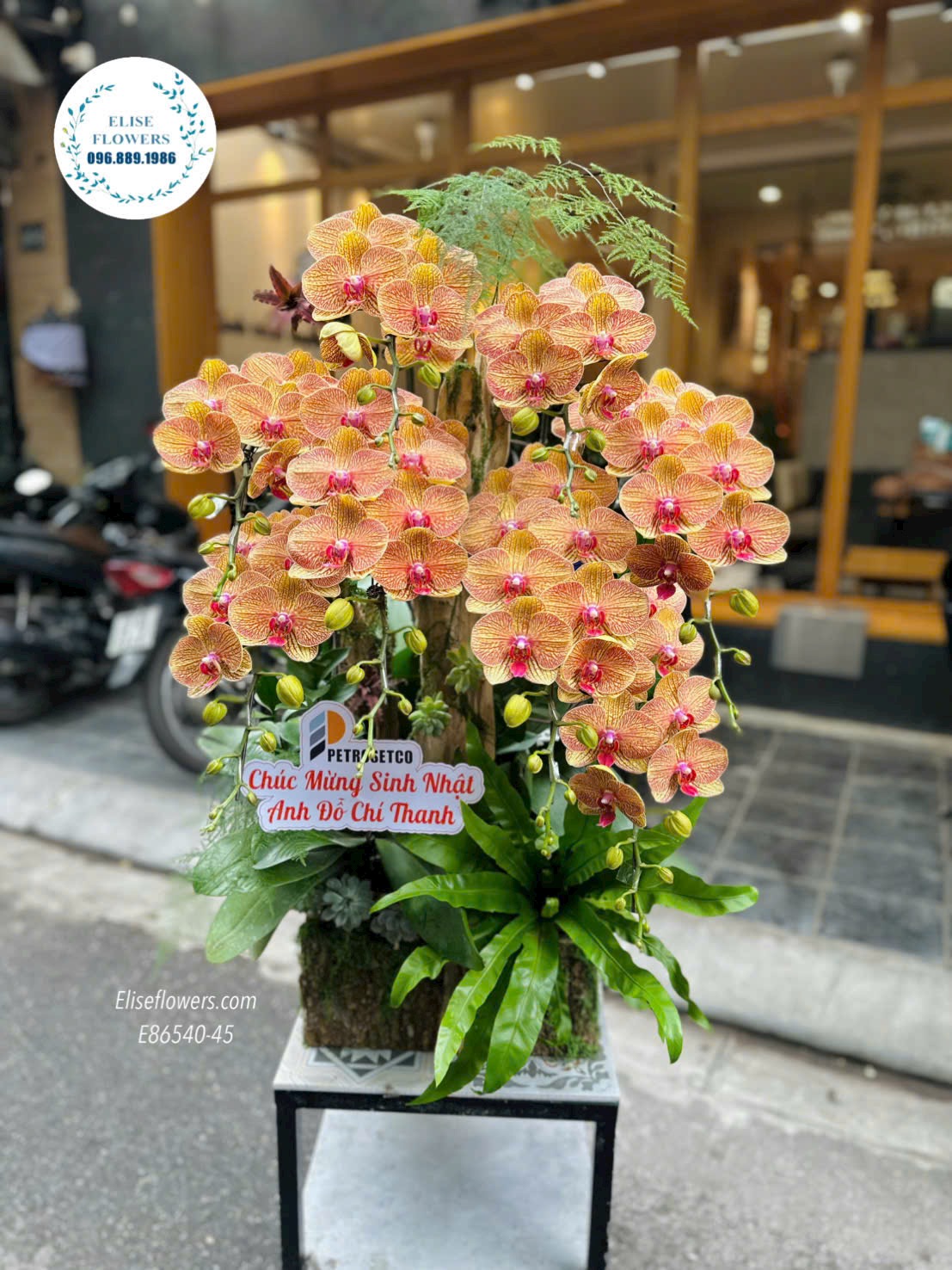 Chậu lan hồ điệp Hà Nội. Lan hồ điệp cam. Chậu lan hồ điệp ghép lũa màu cam sang trọng, phú quý
