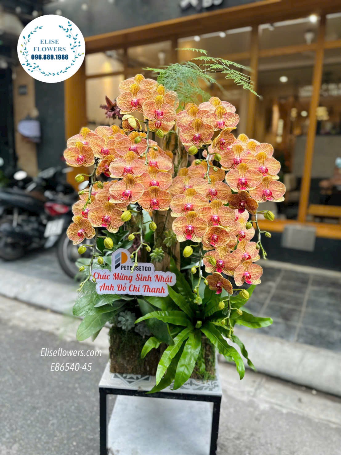 Chậu lan hồ điệp Hà Nội. Lan hồ điệp cam. Chậu lan hồ điệp ghép lũa. Hoa tươi Hà Nội