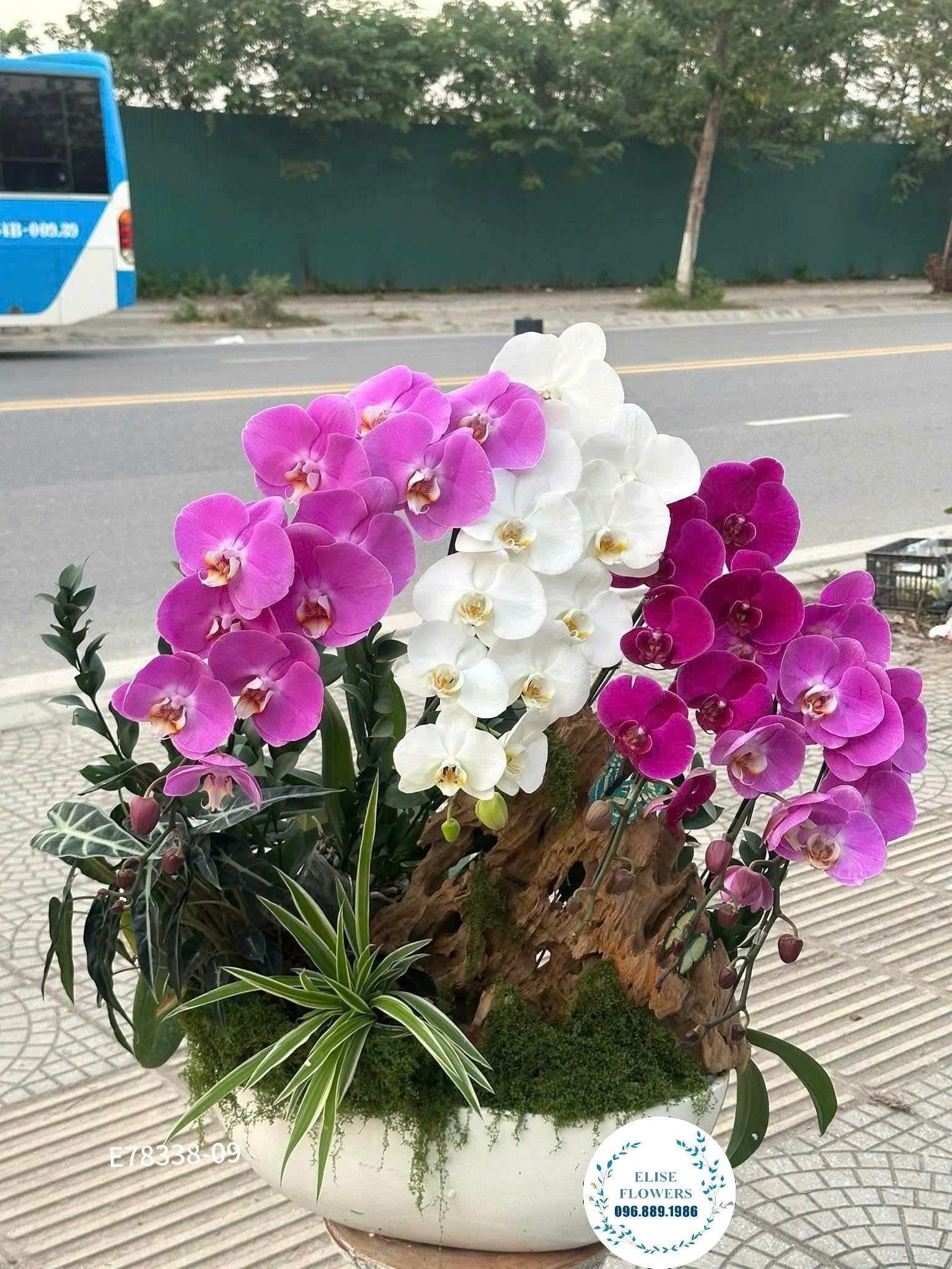 Chậu lan hồ điệp ghép lũa sang trọng, may mắn, tài lộc. Điện hoa lan hồ điệp Eliseflowers