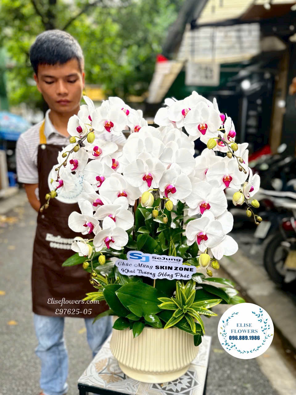 Lan hồ điệp Hà Nội. Chậu lan hồ điệp nhập khẩu 7 cành tặng tân gia. Eliseflowers