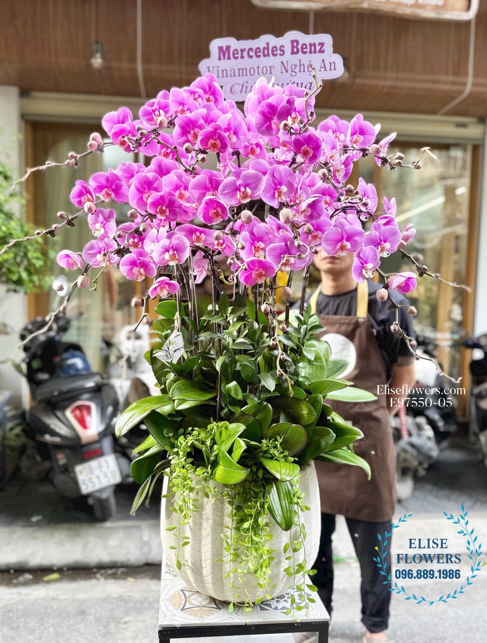 Mua chậu lan hồ điệp sang trọng chúc mừng đối tác. Shop hoa tươi Eliseflowers