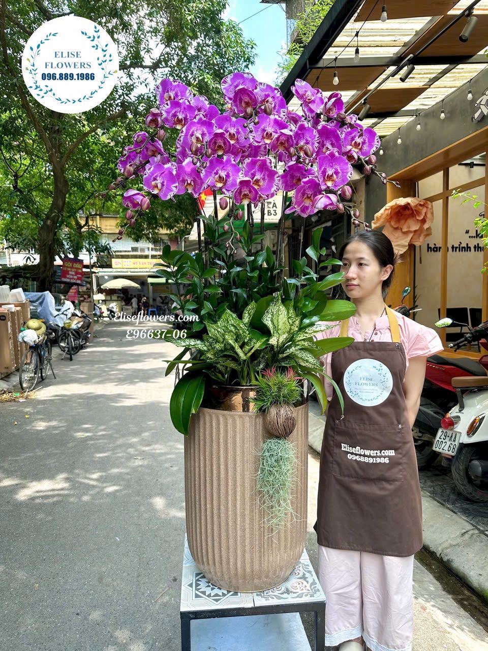 Lan hồ điệp Hà Nội. Chậu lan hồ điệp bản đồ chúc mừng Sếp