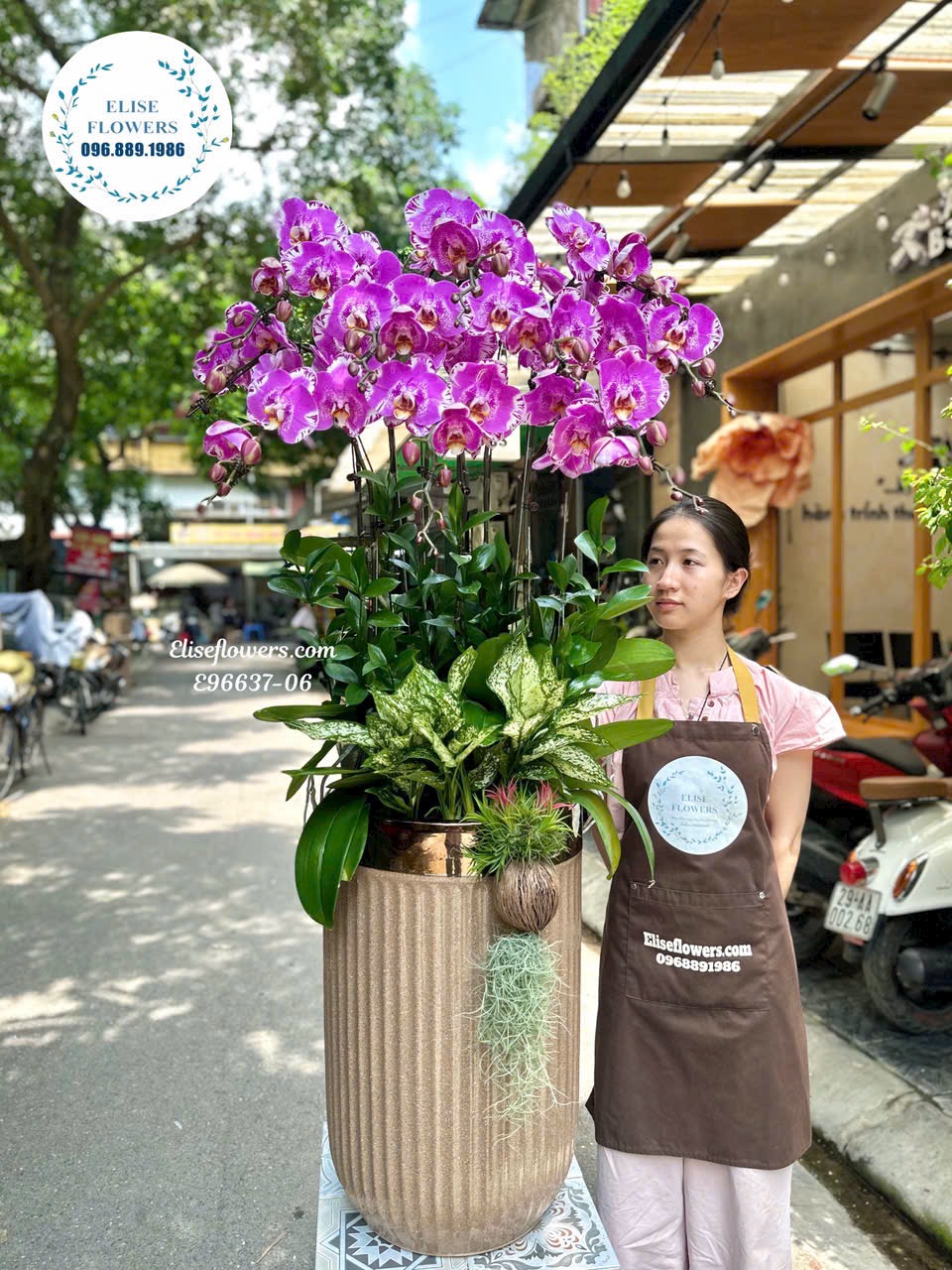 Chậu lan hồ điệp tặng sếp, lan hồ điệp bản đồ, dịch vụ giao hoa Thanh Xuân.