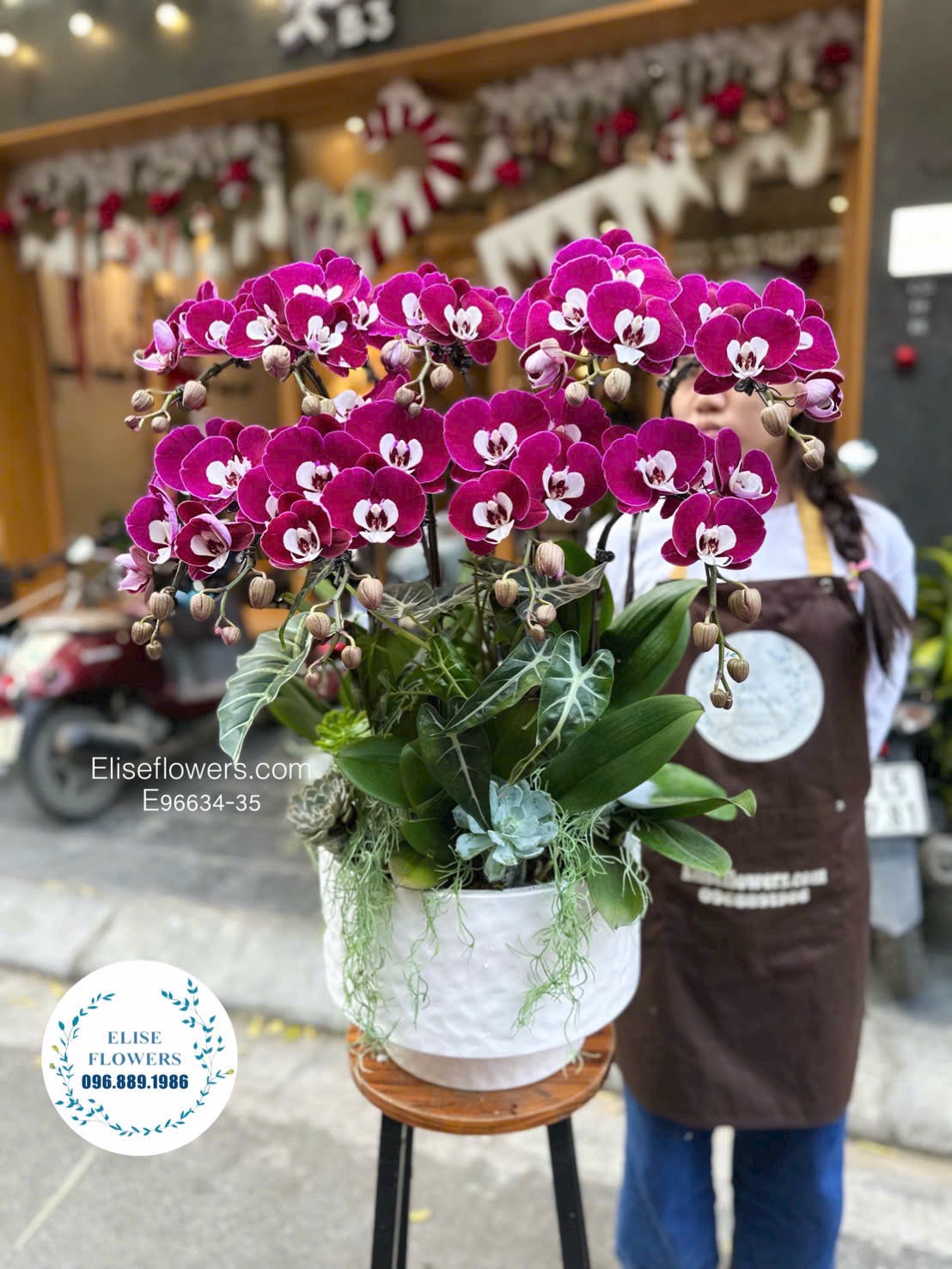 Lan hồ điệp Hà Nội. Chậu lan hồ điệp ngọc trai 10 cành nhập khẩu. Địa chỉ mua lan hồ điệp uy tín