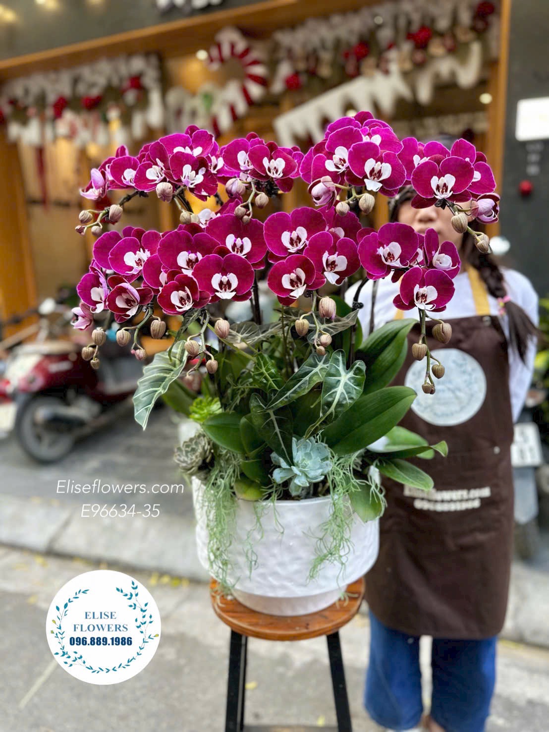 Lan hồ điệp Hà Nội. Chậu lan hồ điệp ngọc trai 10 cành cao cấp