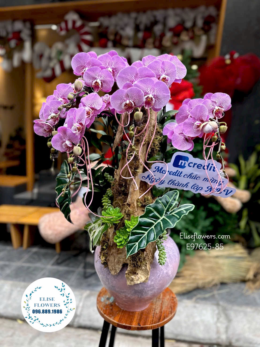 Lan hồ điệp Hà Nội. Chậu lan hồ điệp ghép lũa độc đáo, sang trọng mừng khai trương | Eliseflowers