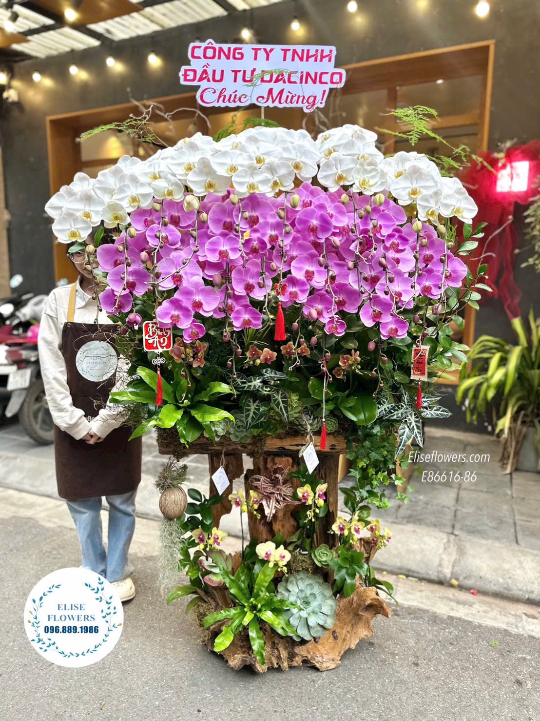 Lan hồ điệp khổng lồ. Chậu lan hồ điệp ghép lũa nghệ thuật cao cấp. Lan hồ điệp chúc mừng đối tác. Eliseflowers