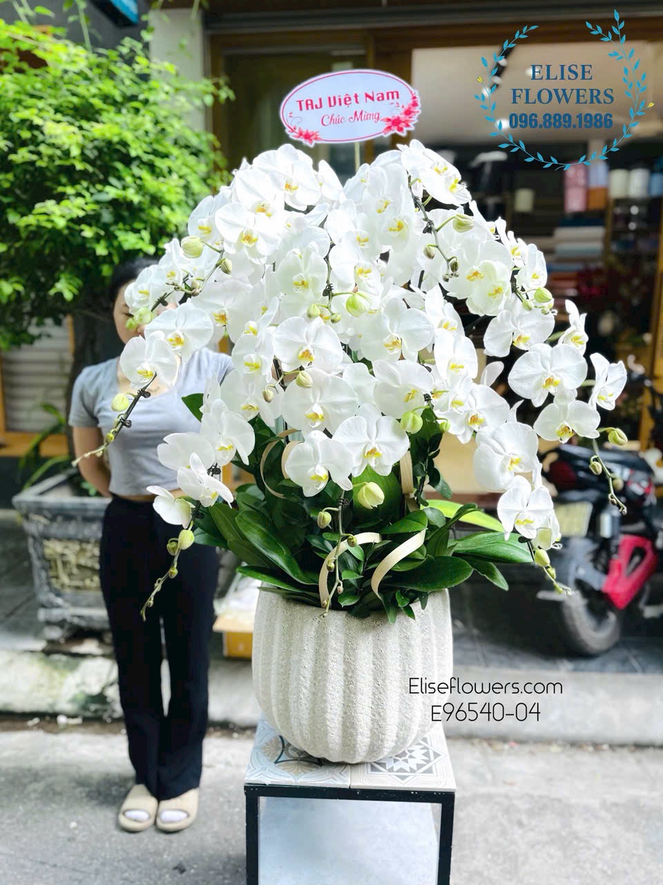 Chậu lan hồ điệp Hà Nội. Chậu lan hồ điệp 12 cành cao cấp tặng đối tác. Eliseflowers