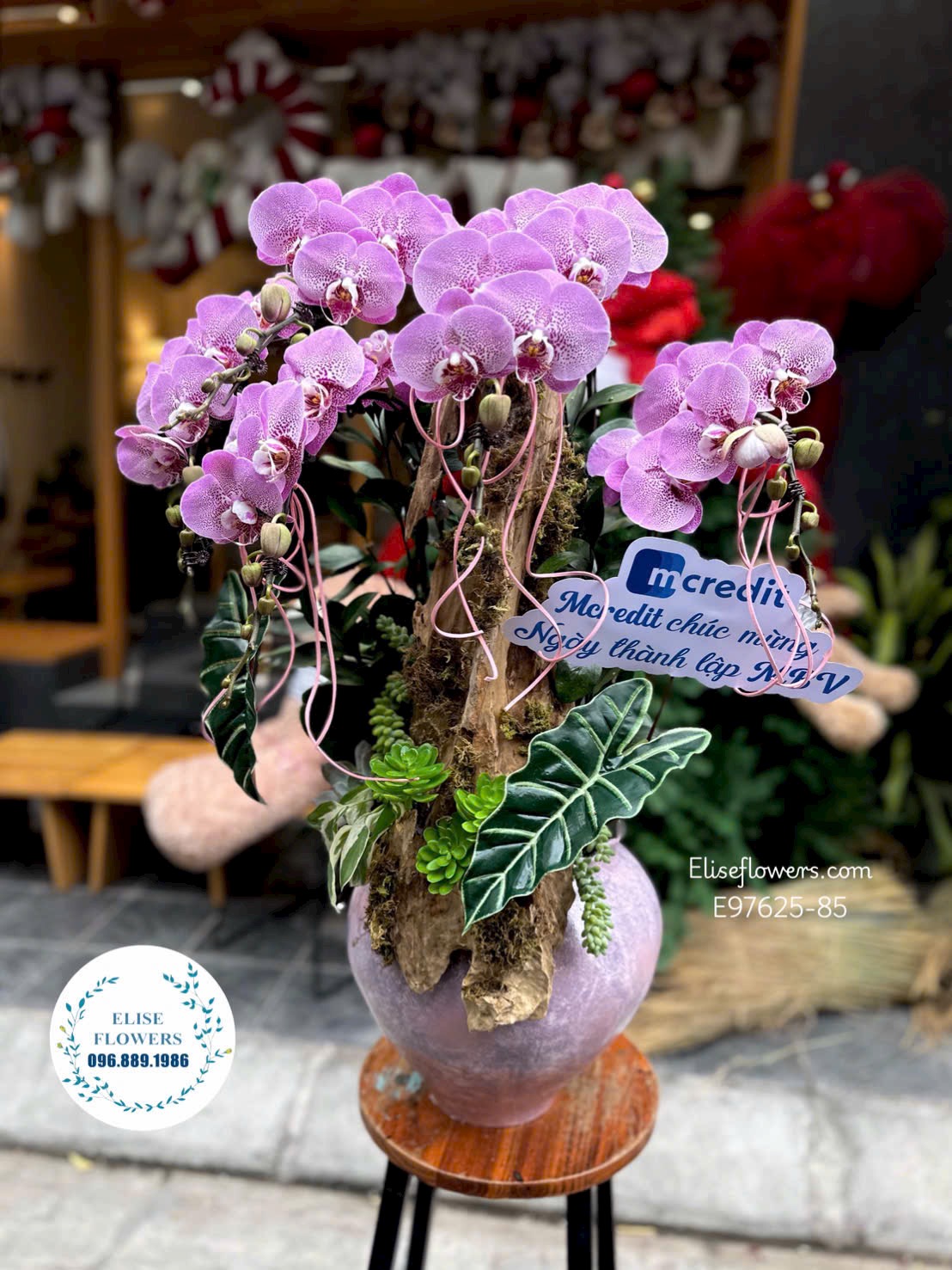 Lan hồ điệp Hà Nội. Chậu lan hồ điệp ghép lũa độc đáo, sang trọng mừng khai trương