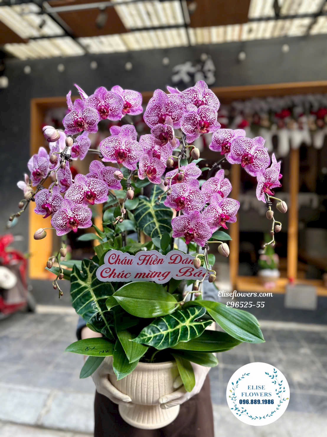 Chậu lan hồ điệp tặng thầy cô ở Hà Nội. Lan hồ điêp chúc mừng 20/11. Eliseflowers