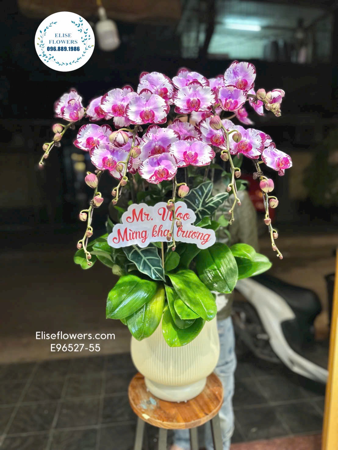 Lan hồ điệp Hà Nội. Lan hồ điệp khai trương. Chậu lan hồ điệp tím chớp may mắn