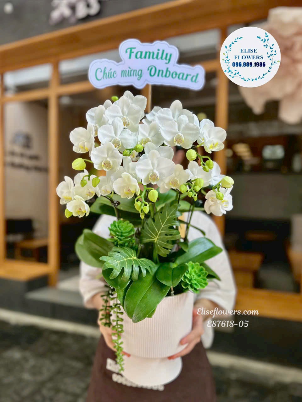 Lan hồ điệp Hà Nội. Chậu lan mini để bàn đẹp