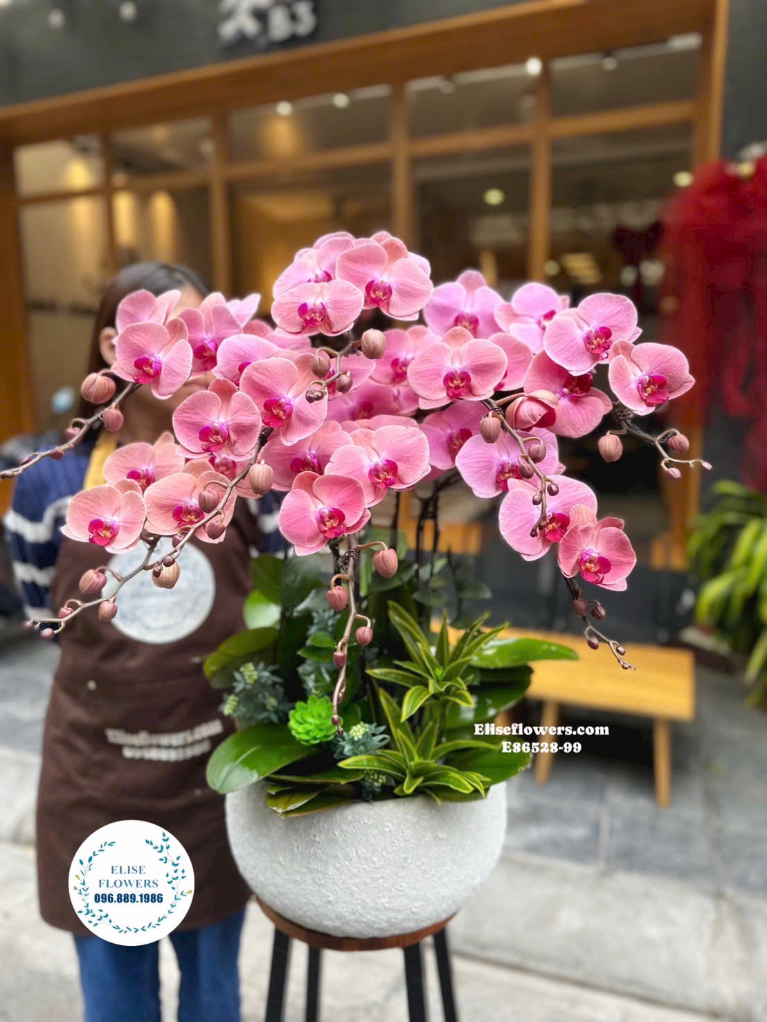 Lan hồ điệp Hà Nội. Chậu lan hồ điệp tài lộc, đại cát chơi tết tại Eliseflowers