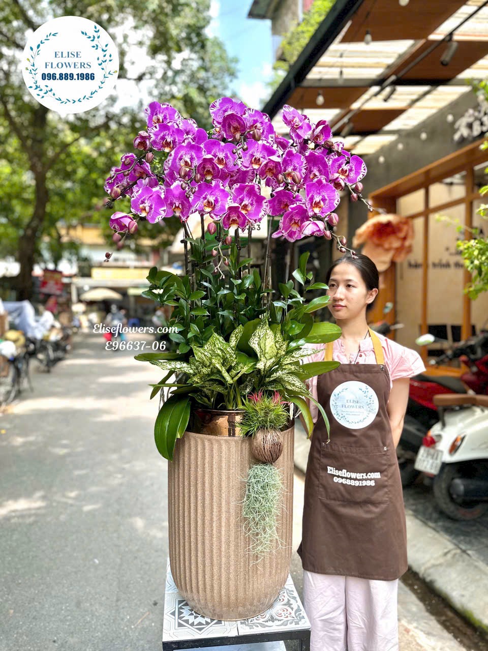 Lan hồ điệp Hà Nội. Chậu lan hồ điệp bản đồ cao cấp tặng sếp
