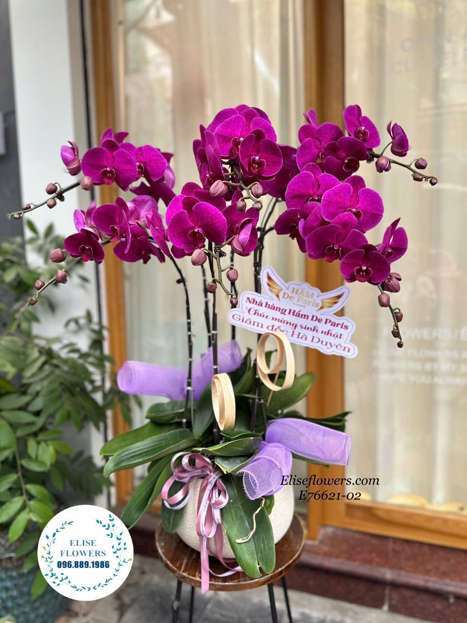 Chậu hoa lan hồ điệp Tết đẹp ở Hà Nội. Đặt mua chậu hoa lan hồ điệp tết