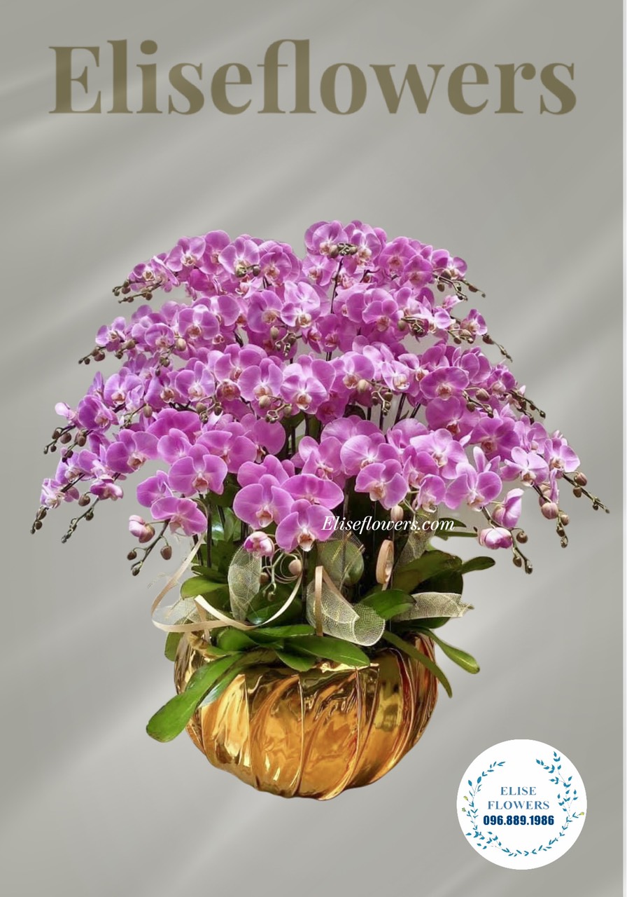 Chậu lan hồ điệp tím hồng 30 cành đẹp tại Eliseflowers