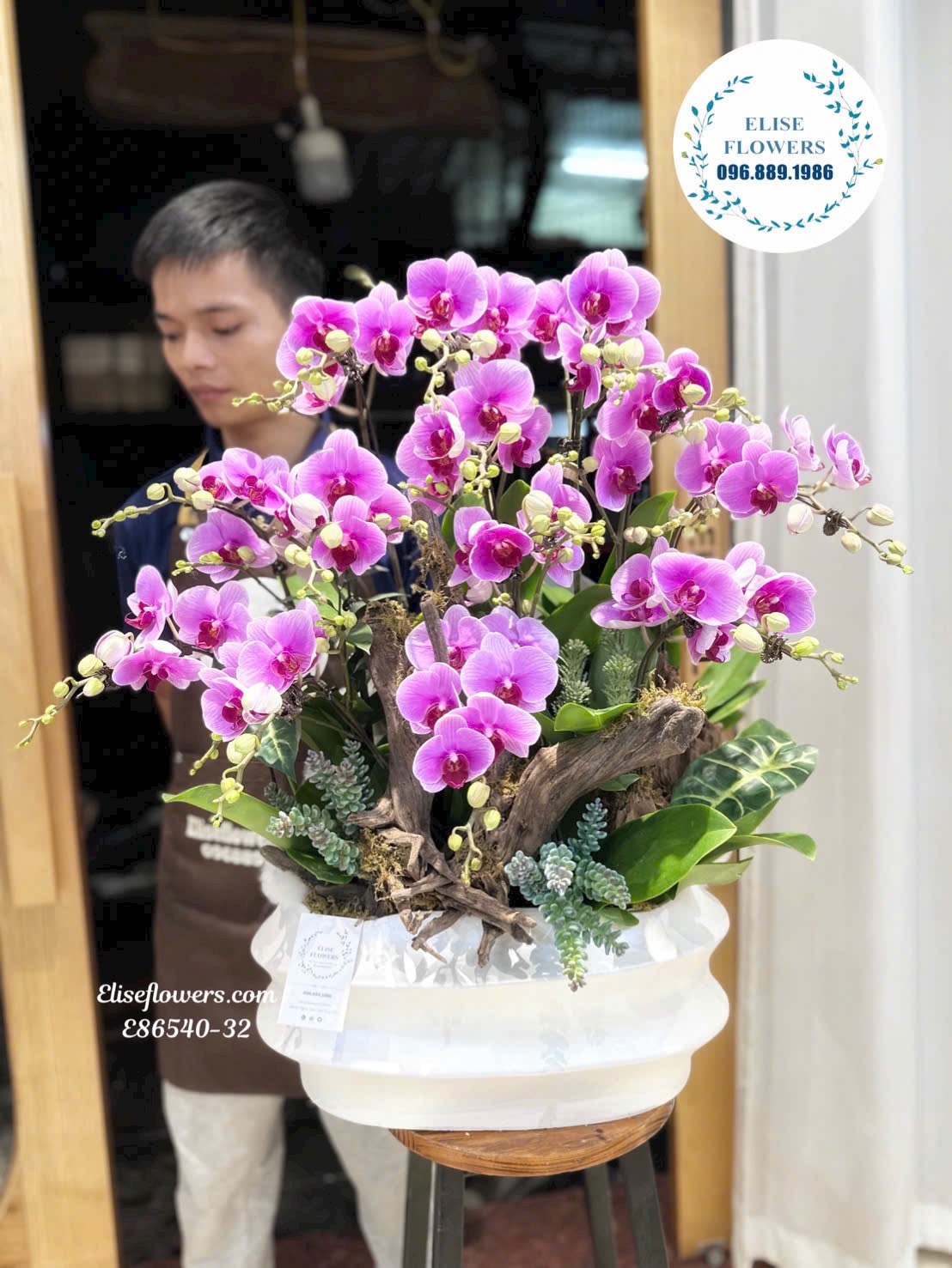 Lan hồ điệp nhâp khẩu. Chậu lan hồ điệp tím ghép lũa đẳng cấp ở Hà Nội.