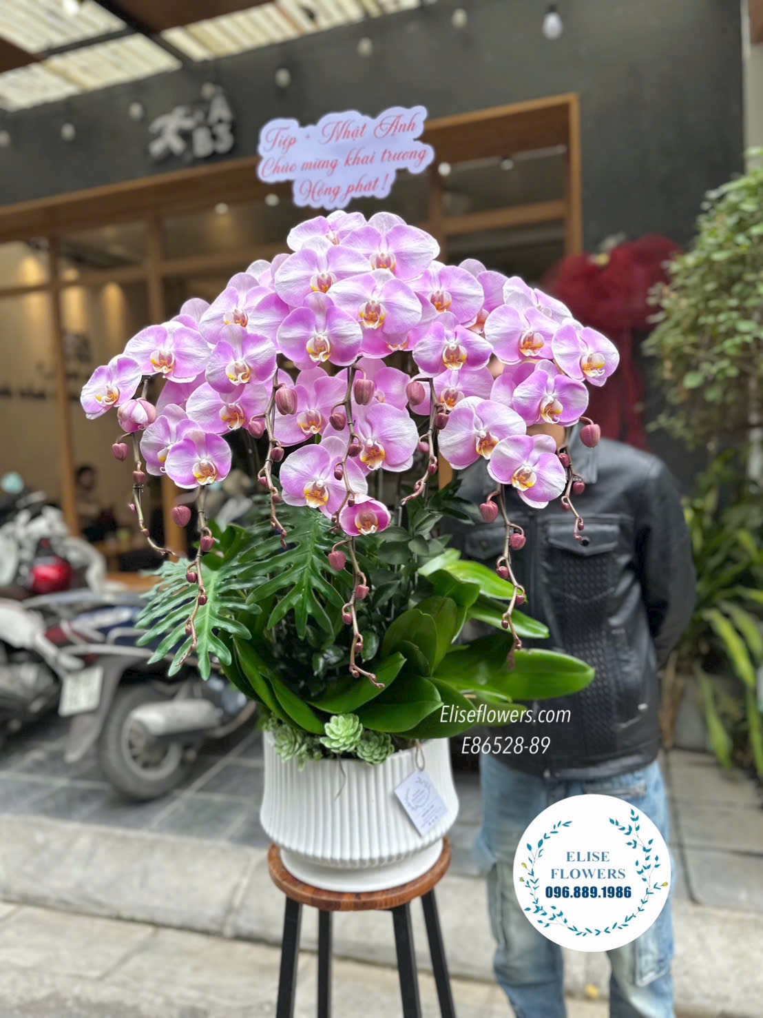 Lan hồ điệp Ba Đình. Chậu lan hồ điệp tím phong thuỷ. Lan hồ điệp khai trương cao cấp