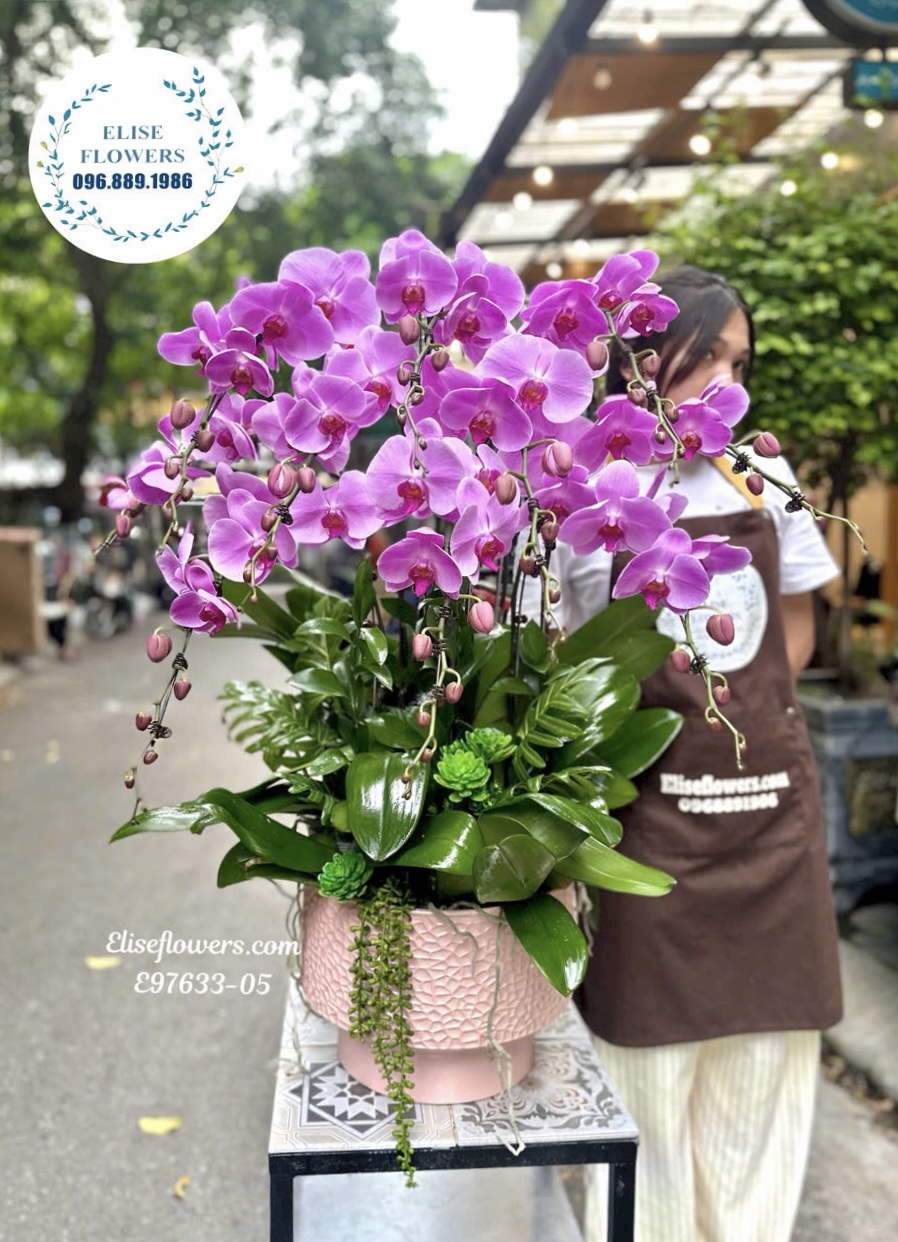 Chậu lan hồ điệp trắng khai trương cao cấp | Eliseflowers