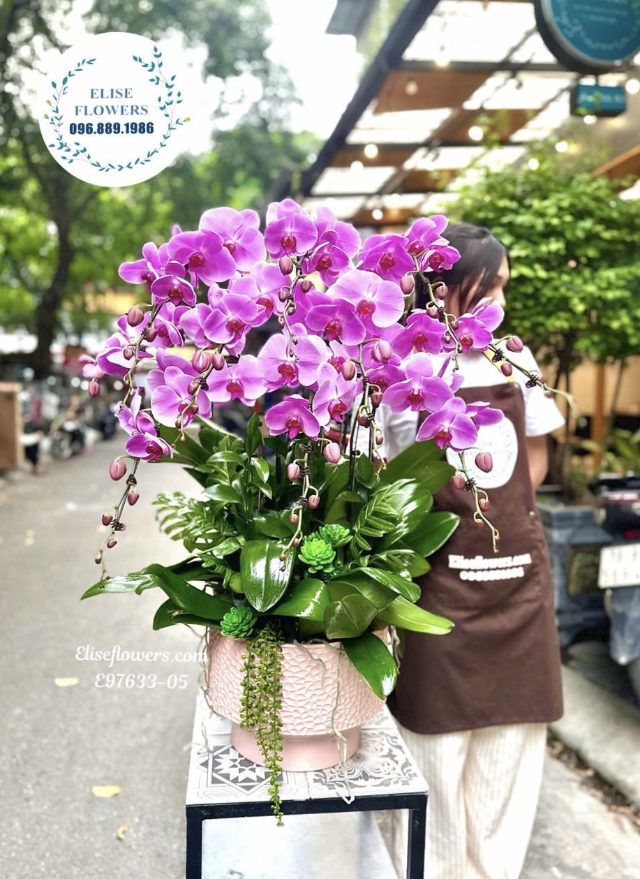 Chậu lan hồ điệp tím cao cấp tặng khai trương ở Hà Nội
