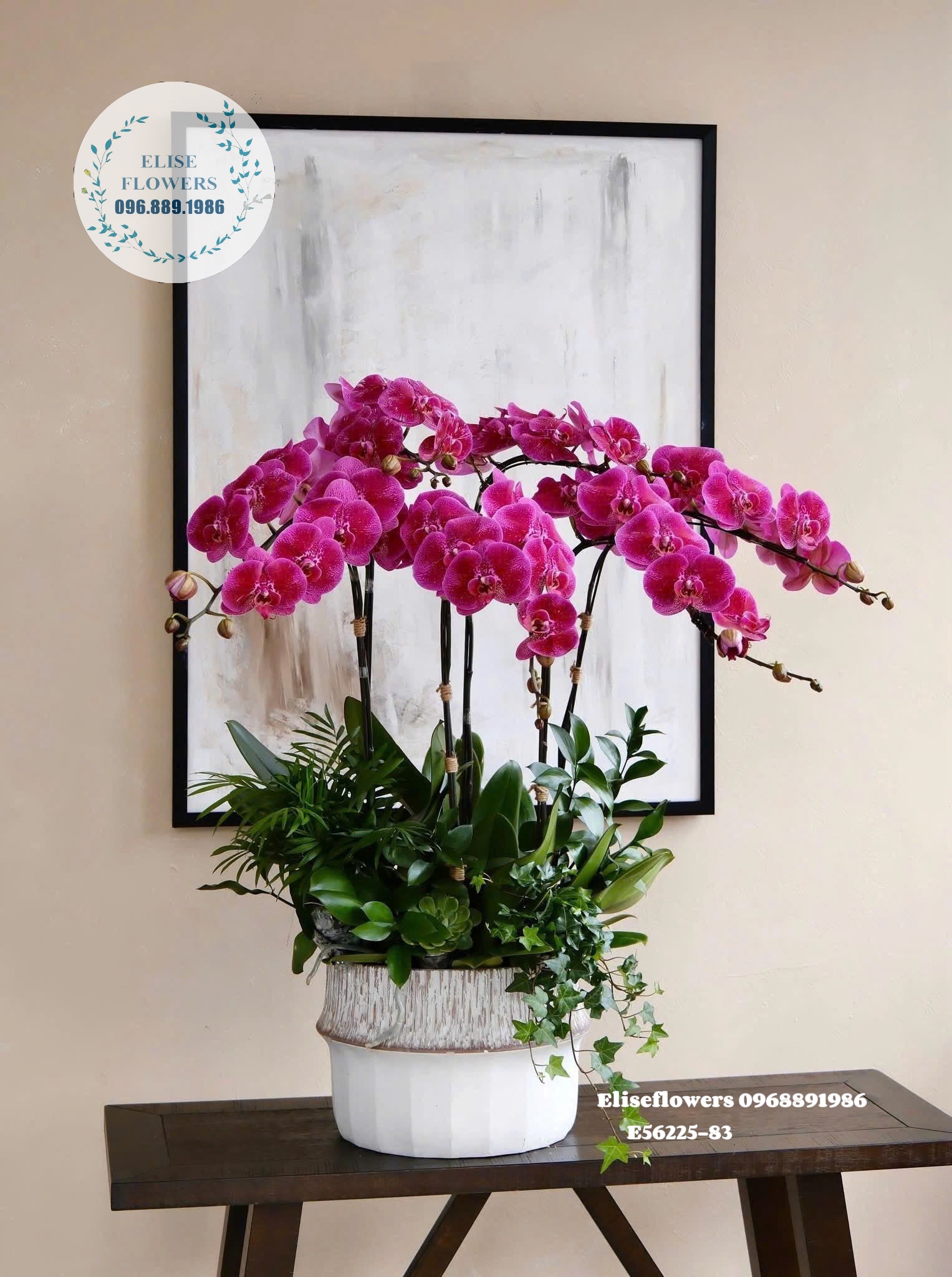 Lan hồ điệp Hà Nội. Đặt mua ngay chậu lan hồ điệp tím. Lan hồ điệp tặng sếp dip lên chức