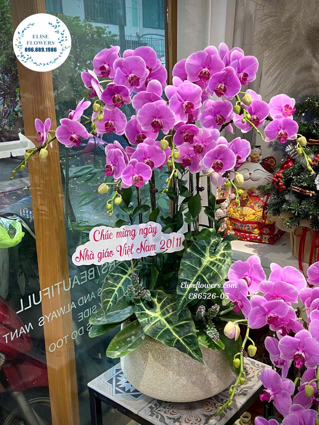  Chậu lan tím 7 cành. Chậu lan tặng mẹ. Lan hồ điệp nhập khẩu