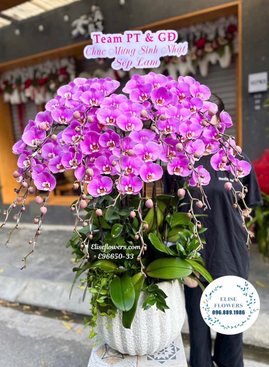 Lan hồ điệp Hà Nội. Chậu lan hồ điệp tím cỡ lớn tặng sếp, chủ tịch. Eliseflowers