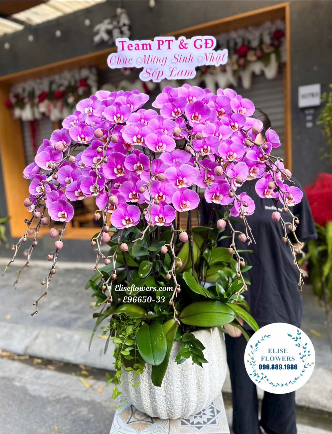 Lan hồ điệp Hà Nội. Chậu lan hồ điệp tím cỡ lớn tặng sếp, chủ tịch