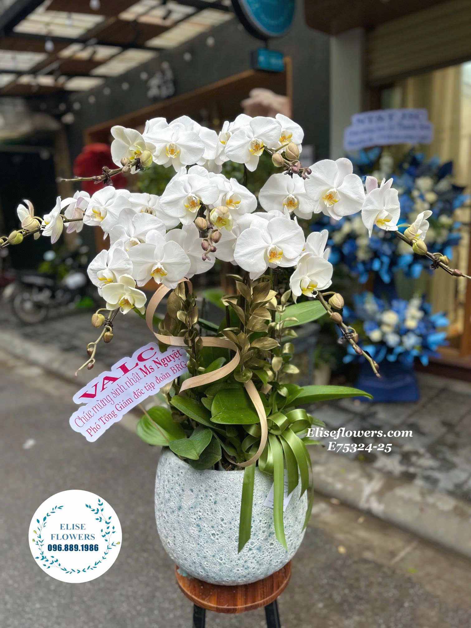 Đặt mua chậu hoa lan hồ điệp 7 cành ở Hà Nội. Elise Flowers - Shop hoa lan hồ điệp Hà Nội.