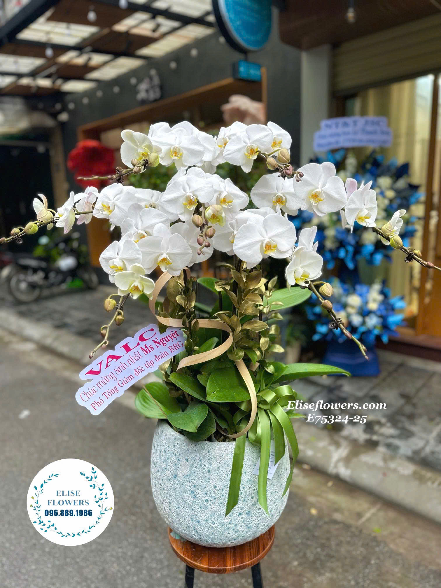 Chậu lan hồ điệp trắng 7 cành đẹp ở Hà Nội. Hoa lan hồ điệp đẹp ở Hà Nội