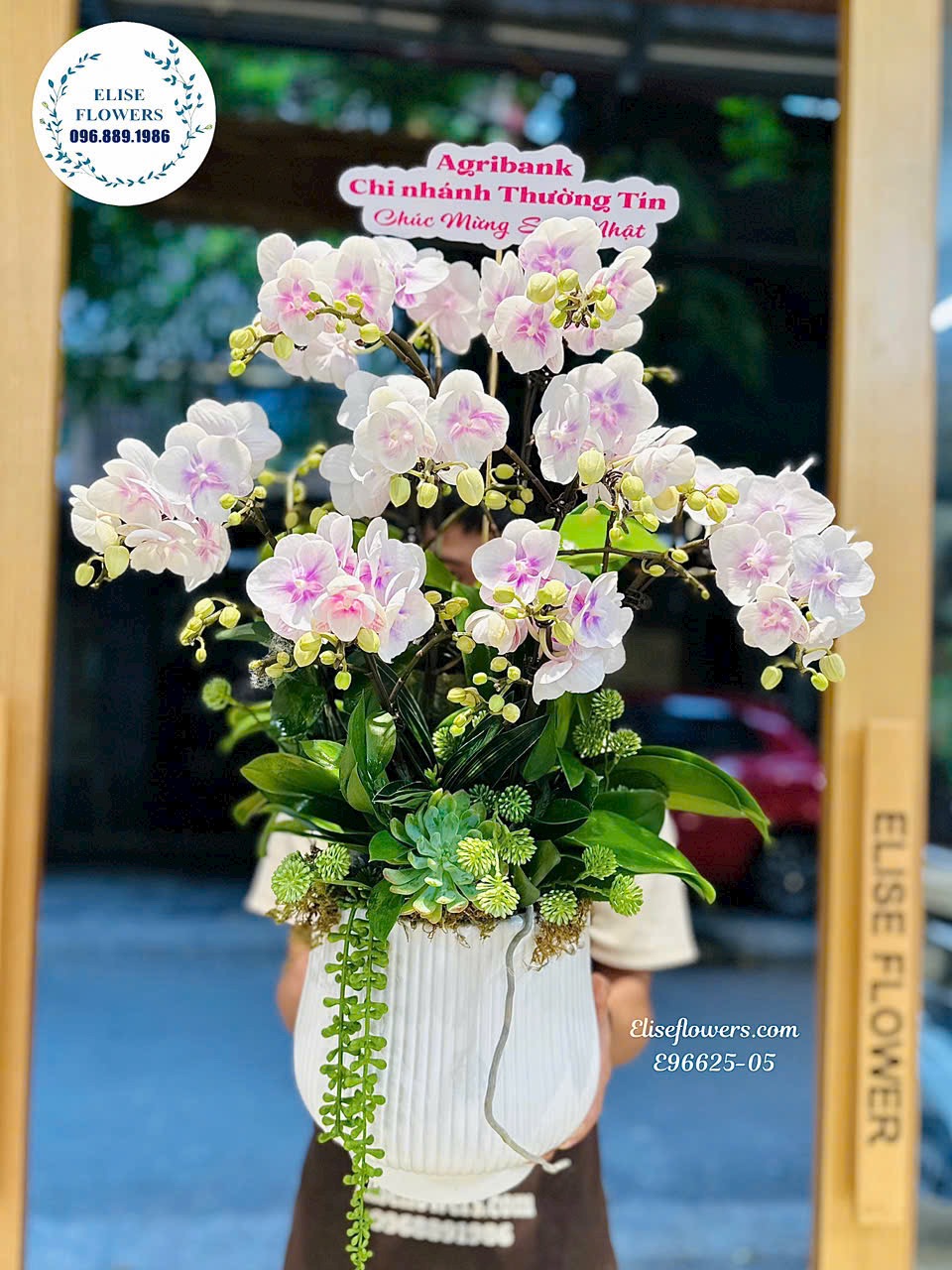 Lan hồ điệp Hà Nội. Chậu lan hồ điệp trắng phớt hồng