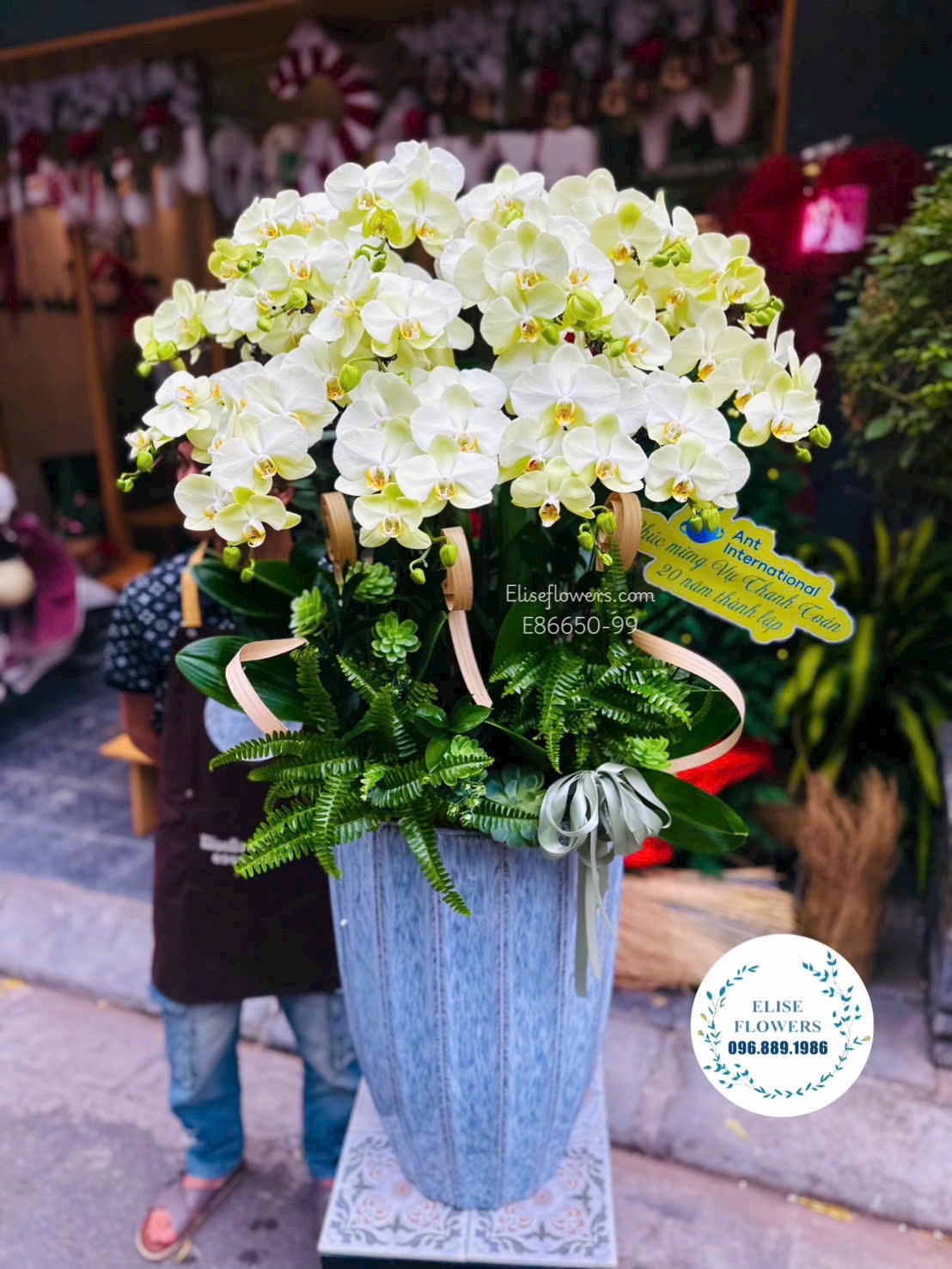 Lan hồ điệp Hà Nội. Chậu lan hồ điệp cao cấp mừng sinh nhật công ty. Địa chỉ mua hoa uy tín