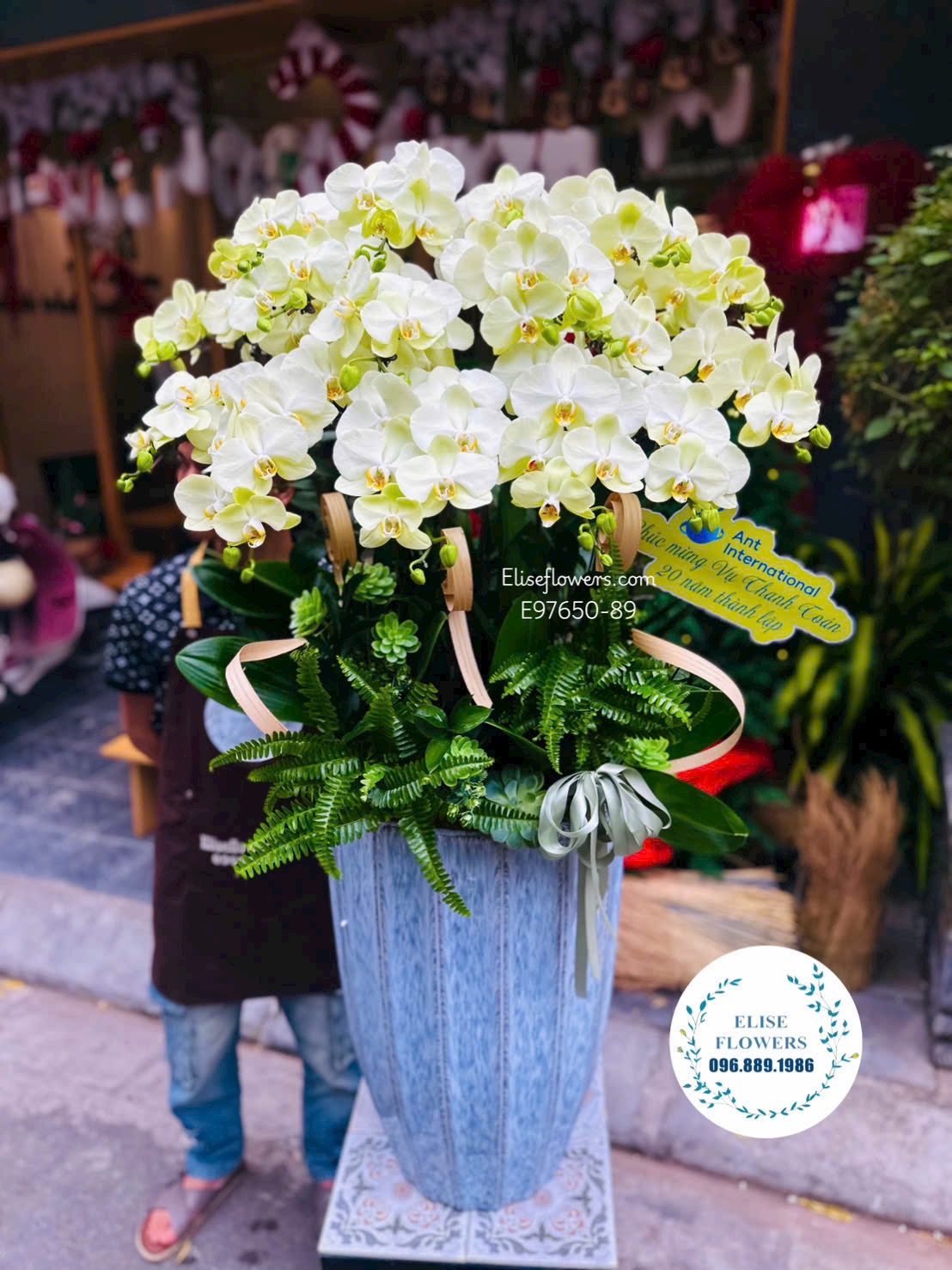 Lan hồ điệp Hà Nội. Chậu lan hồ điệp cao cấp mừng sinh nhật công ty | Eliseflowers