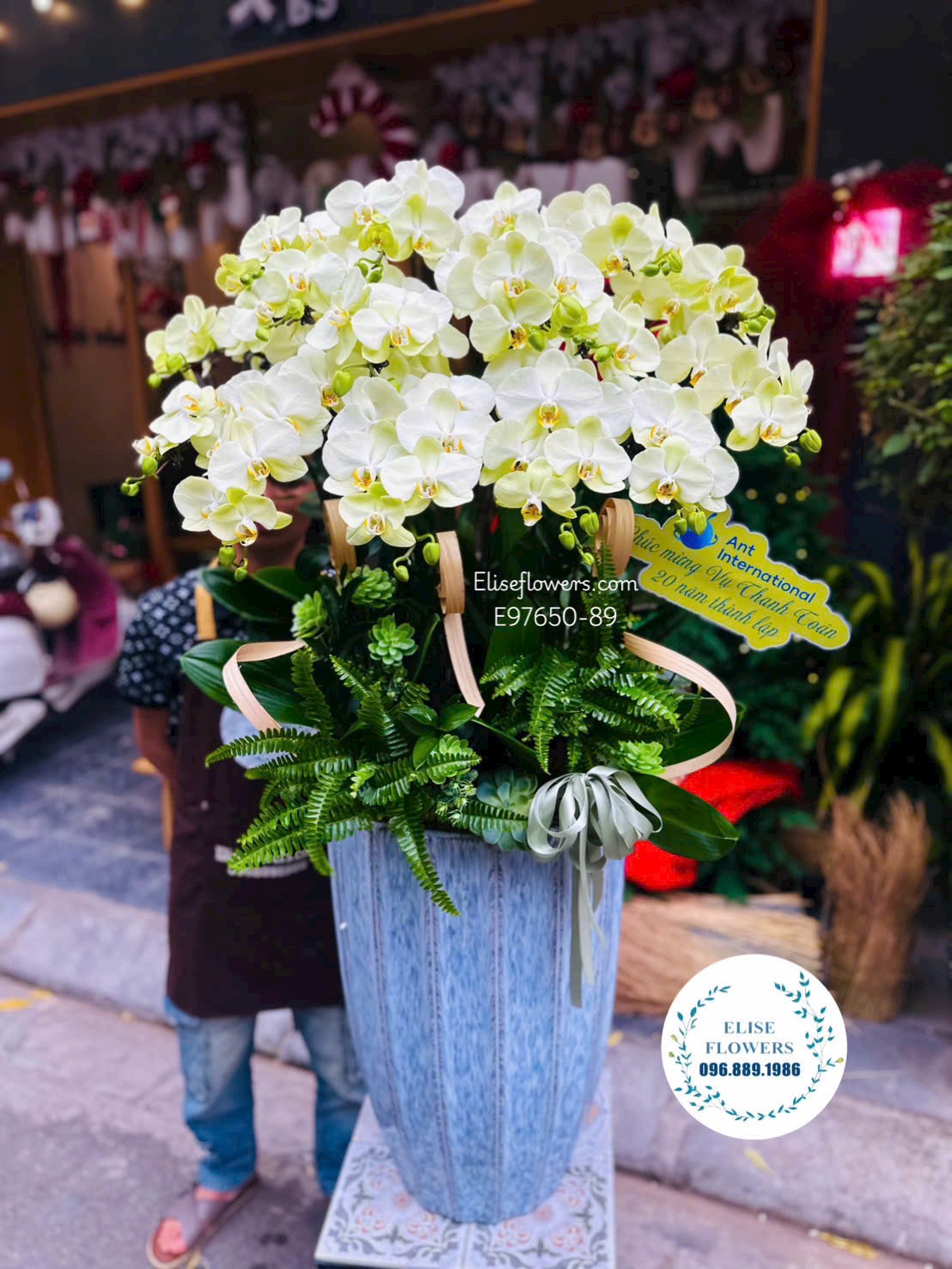 Lan hồ điệp Hà Nội. Chậu lan hồ điệp cao cấp mừng sinh nhật công ty. Giao lan hồ điệp hoả tốc