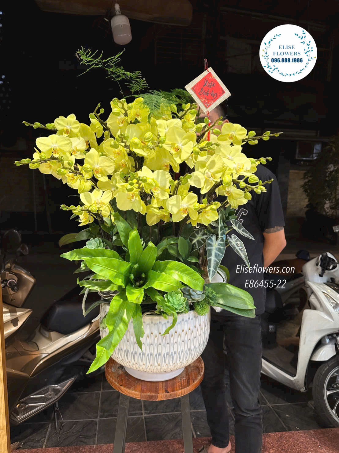 Lan hồ điệp Hà Nội. Chậu lan hồ điệp xanh táo. Lan hồ điệp sinh nhật đẹp, sang trọng