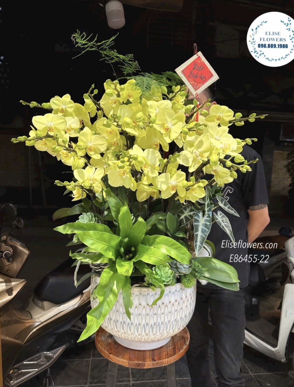 Lan hồ điệp Hà Nội. Chậu lan hồ điệp xanh táo. Lan hồ điệp sinh nhật đẹp, sang trọng. Eliseflowers