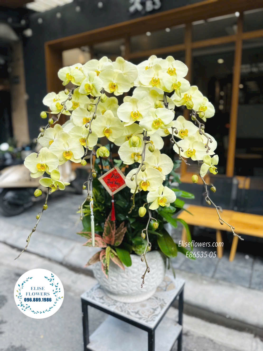 Chậu lan hồ điệp xanh táo. Lan hồ điệp tại quận Hoàn Kiếm. Điện hoa Hà Nội Eliseflowers