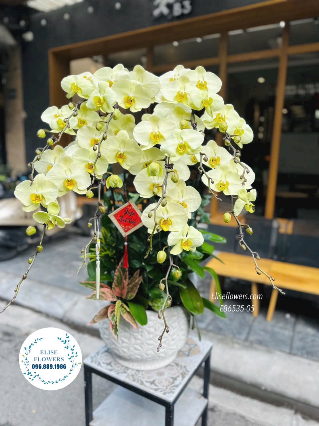 Chậu lan hồ điệp xanh táo. Lan hồ điệp tại quận Hoàn Kiếm. Hoa tặng sếp tại Hoàn Kiếm