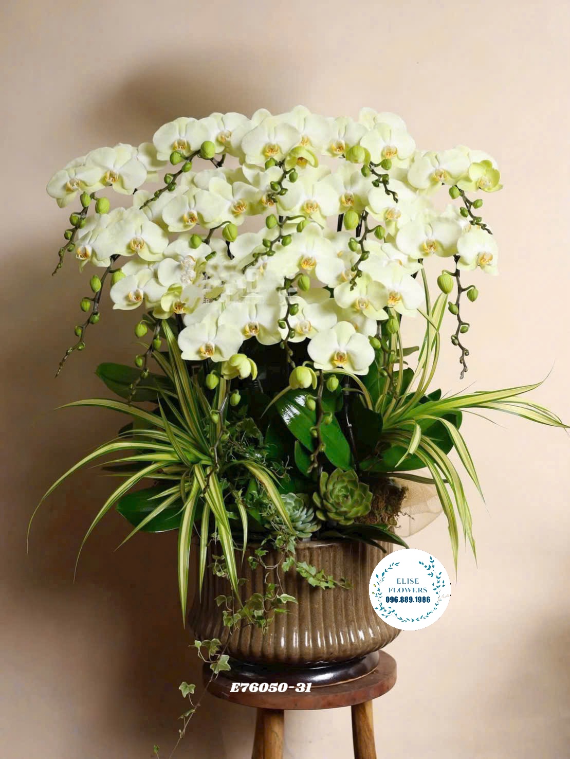 Lan hồ điệp Hà Nội. Chậu lan hồ điệp xanh táo tinh tế, độc đáo | Eliseflowers